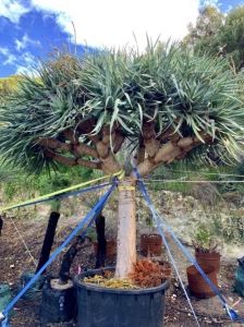 Dragon tree (dracaena draco)