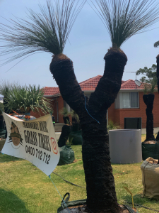 Grass Tree (Xanthorrhoea Preissii)