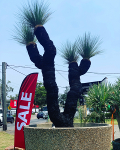 Grass Tree (Xanthorrhoea Preissii)