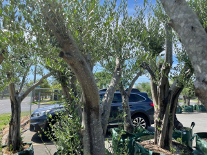 Small-medium sized mature olive tree