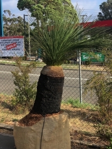 Grass Tree (Xanthorrhoea Preissii)