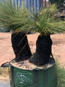 Grass Tree (Xanthorrhoea Preissii)