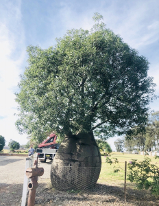 Queensland bottle tree (Brachychiton rupestreis)