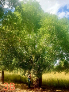 Queensland bottle tree (Brachychiton rupestris)