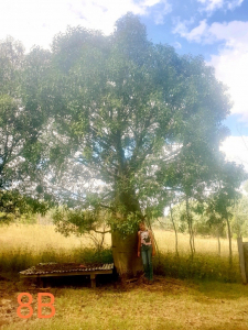 Queensland bottle tree (Brachychiton rupestris)