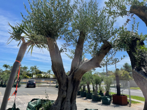 Large mature olive tree