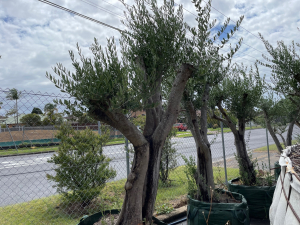 Medium to large mature Olive Tree
