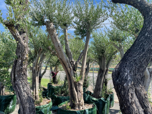 Mid sized olive tree Gymea
