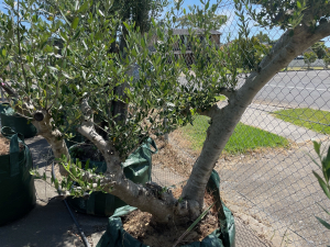 Small to medium v-shaped mature olive tree