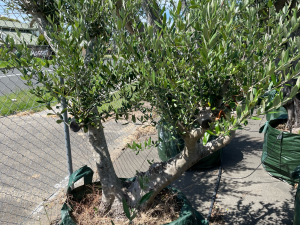 Small to medium v-shaped mature olive tree